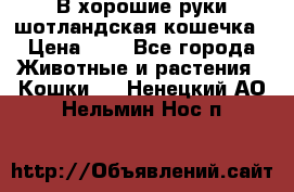 В хорошие руки шотландская кошечка › Цена ­ 7 - Все города Животные и растения » Кошки   . Ненецкий АО,Нельмин Нос п.